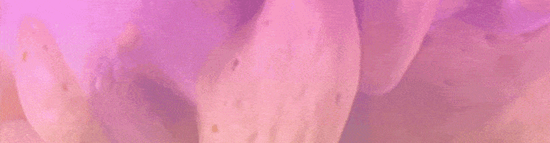 SSWeb-JoeyWatson-Pink Divider